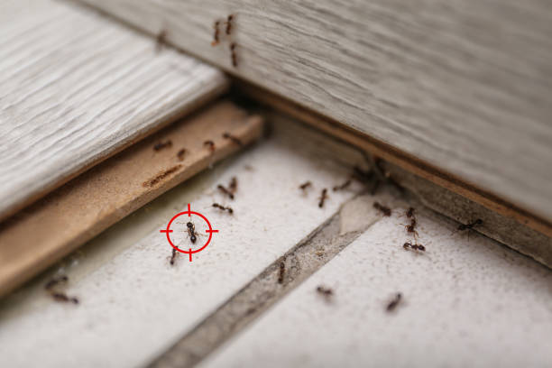 Best Termite Control Services  in Vass, NC