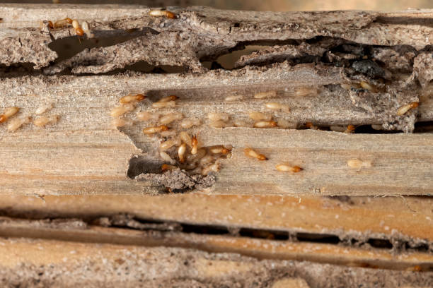 Best Affordable Pest Control Services  in Vass, NC